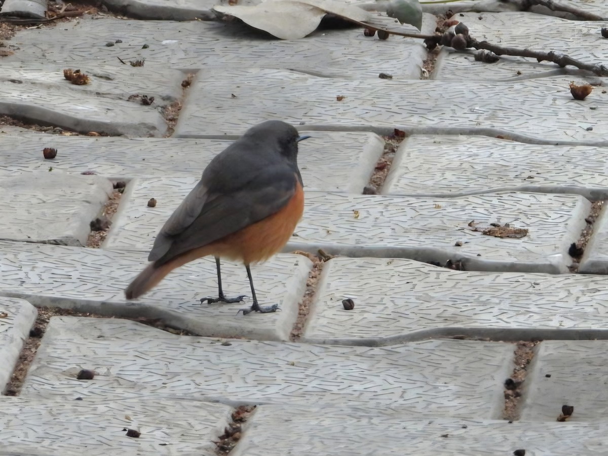 Black Redstart - ML649438063