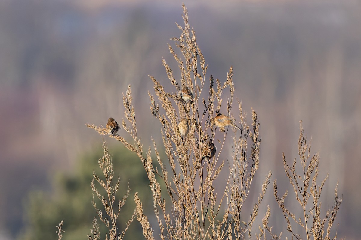 Eurasian Linnet - ML649438064
