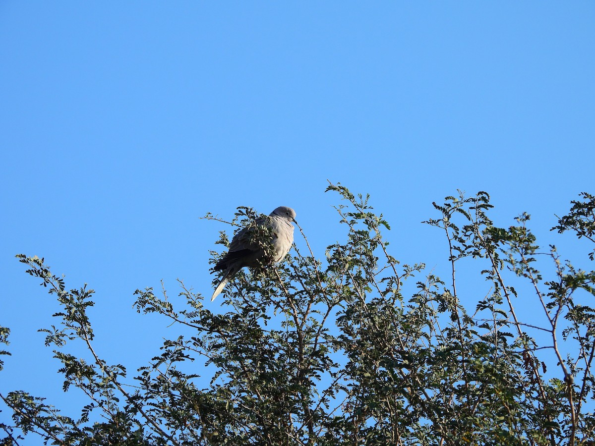 Eurasian Collared-Dove - ML649438065