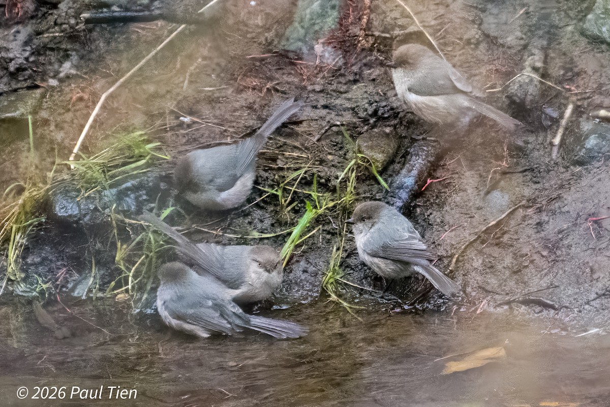 Bushtit - ML649438067