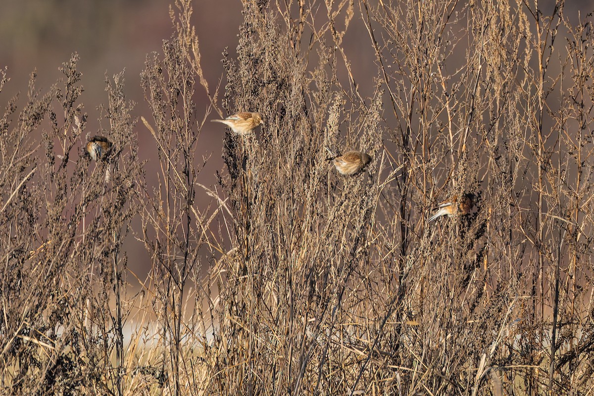 Eurasian Linnet - ML649438070