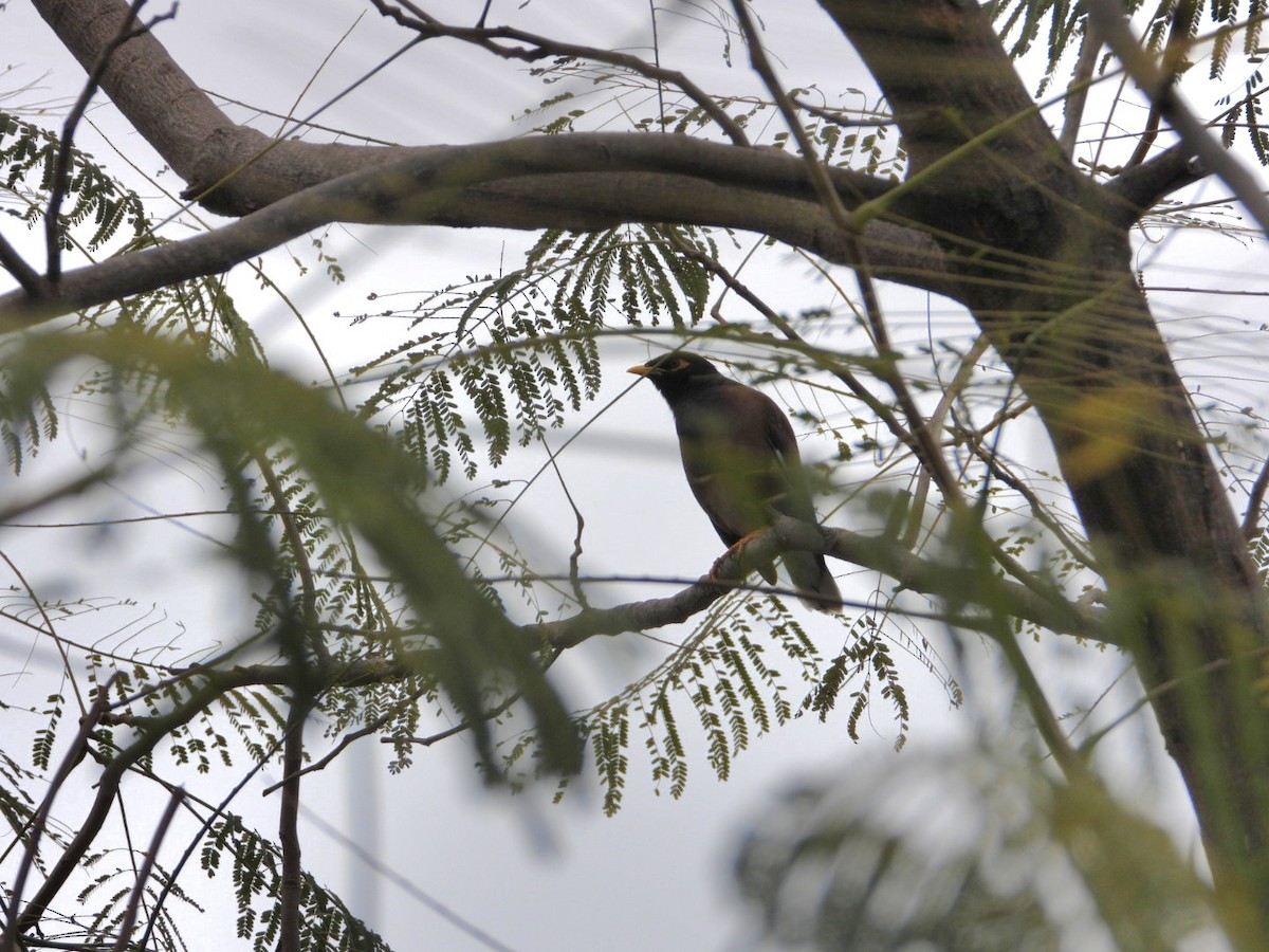 Common Myna - ML649438071