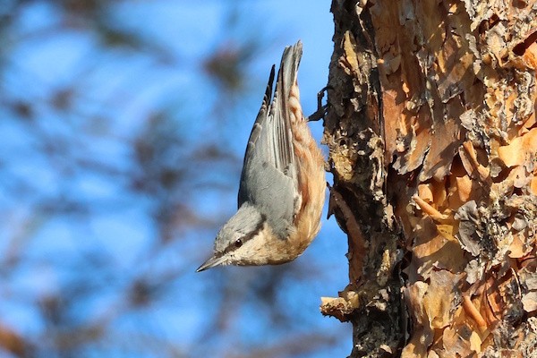 Eurasian Nuthatch - ML649438072