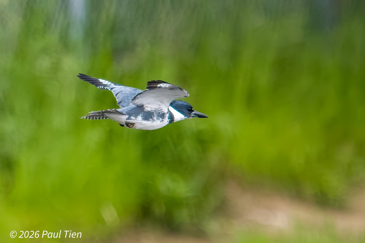 Belted Kingfisher - ML649438073
