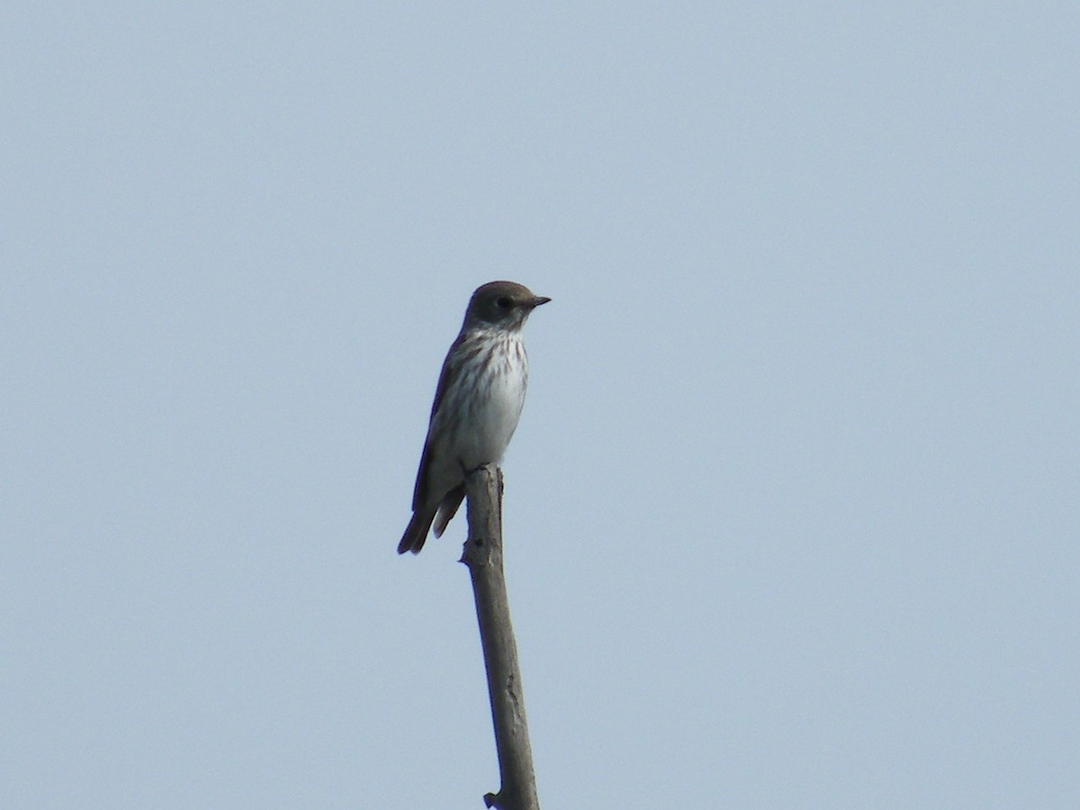 Gray-streaked Flycatcher - ML649438083