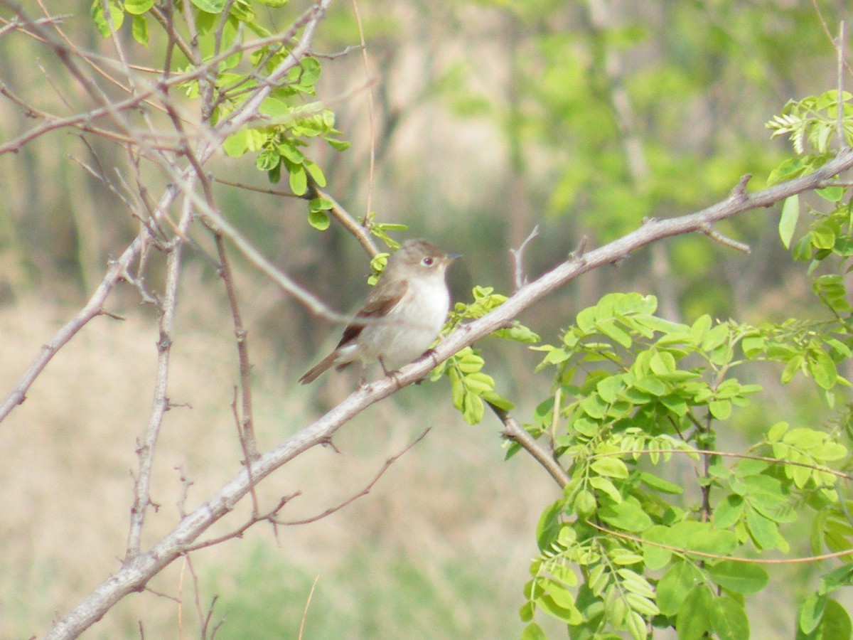 Asian Brown Flycatcher - ML649438085