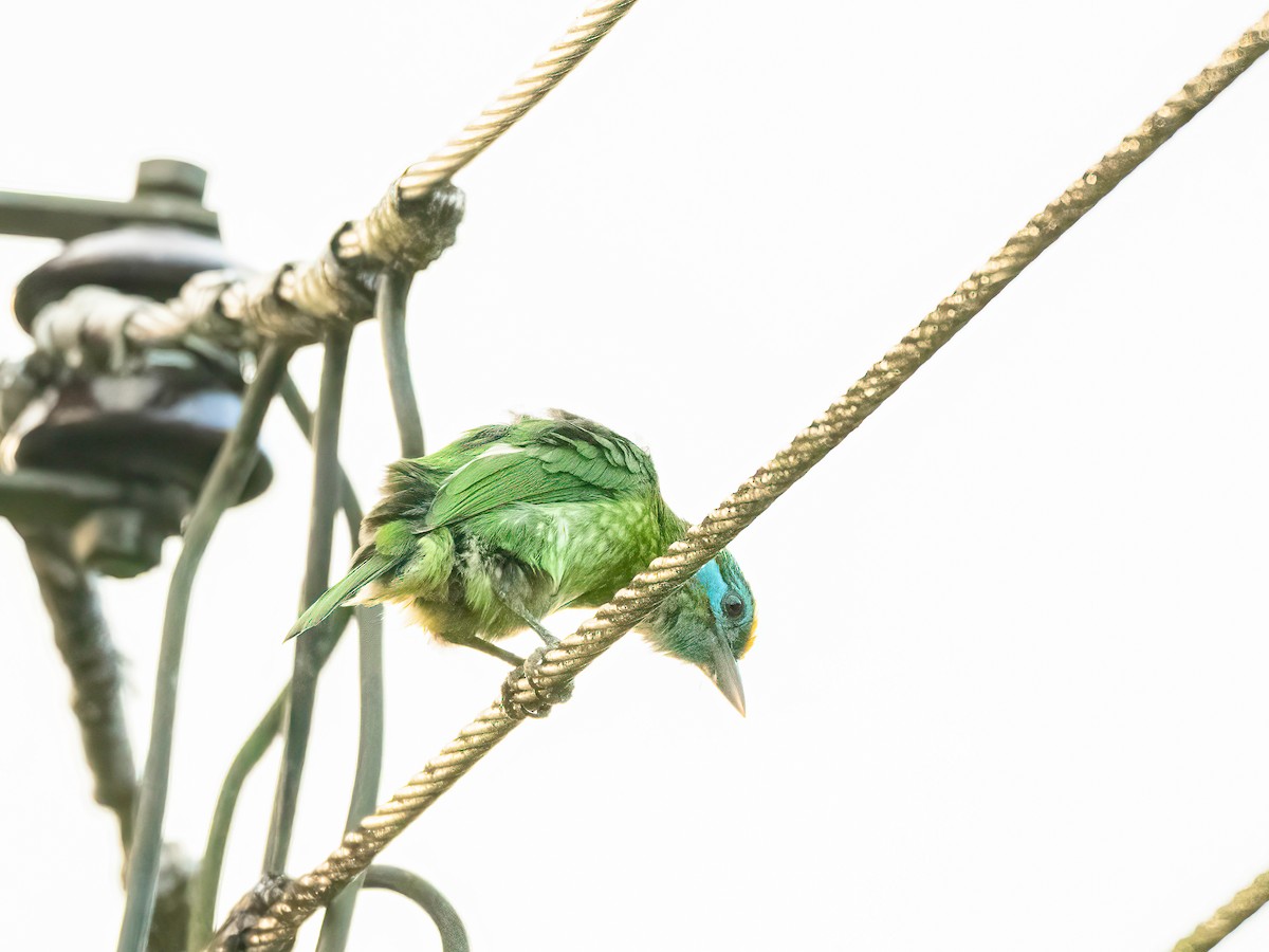 Yellow-fronted Barbet - ML649438086