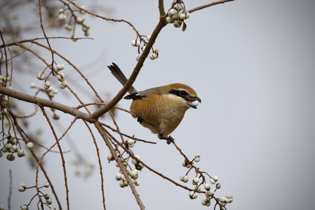 Bull-headed Shrike - ML649438089