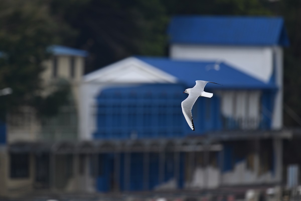 Black-headed Gull - ML649438090