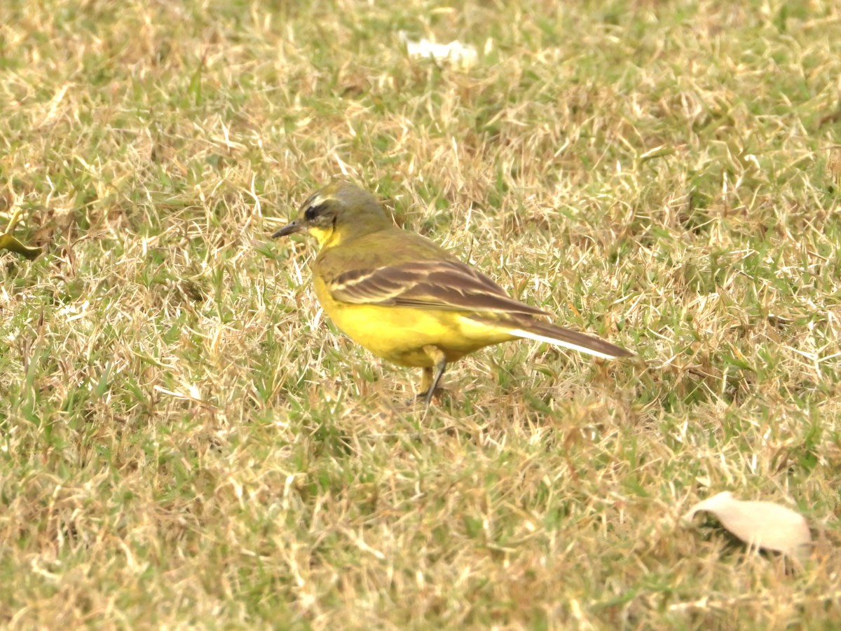 Western Yellow Wagtail - ML649438091