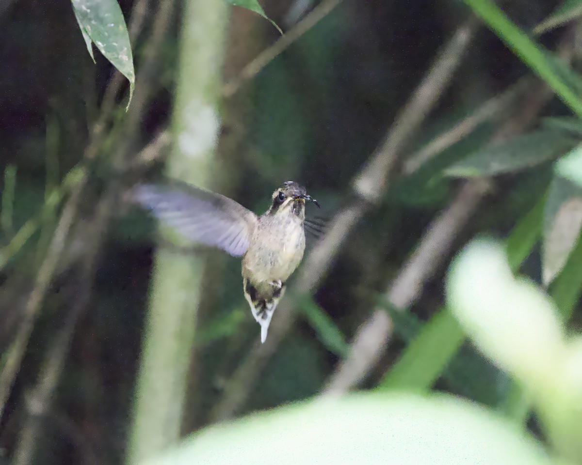 Dusky-throated Hermit - ML649438092