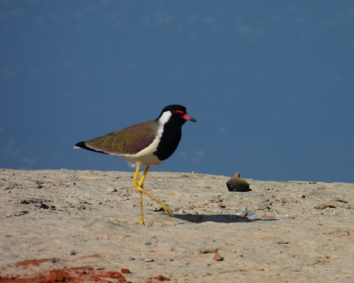 Red-wattled Lapwing - ML649438095