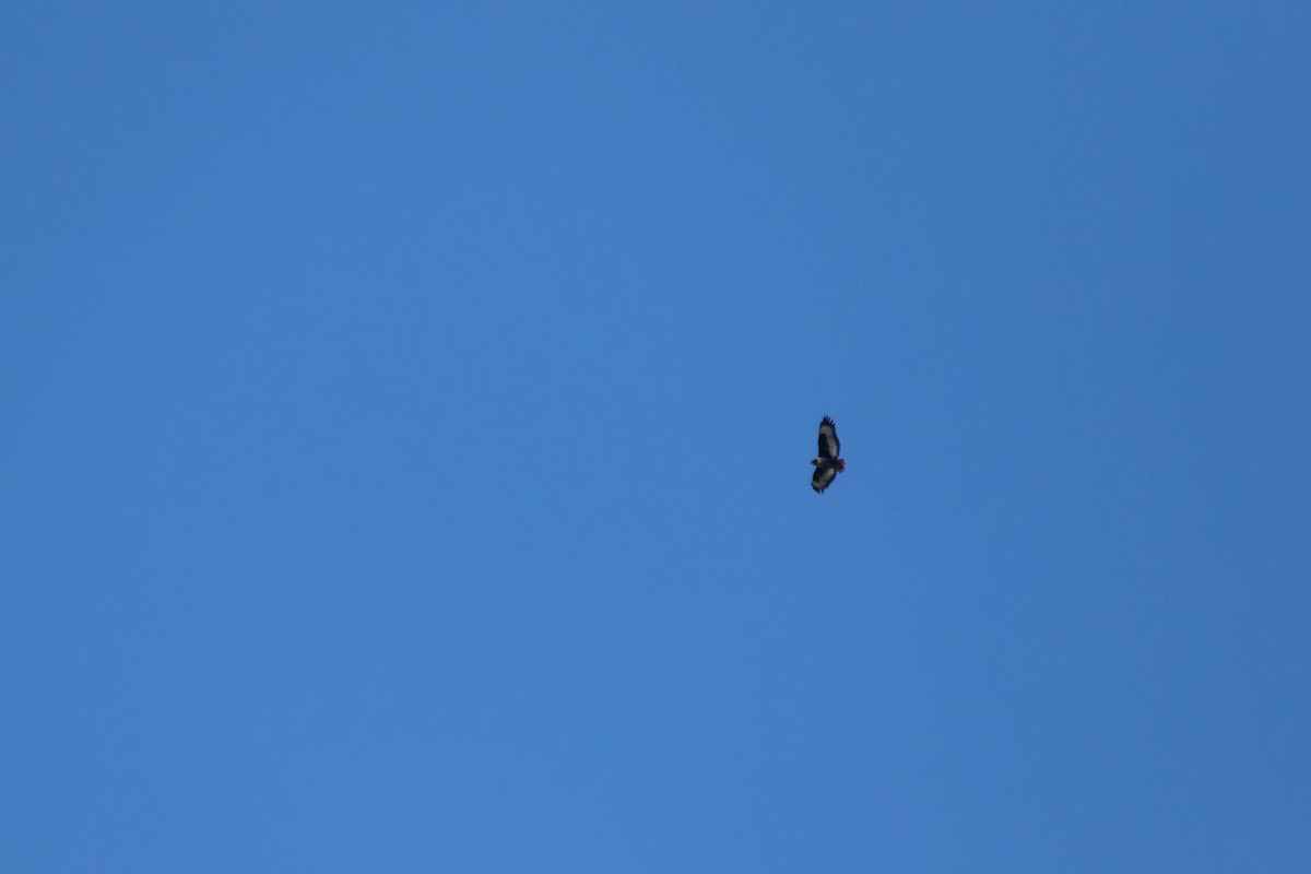 Jackal Buzzard - ML649438096