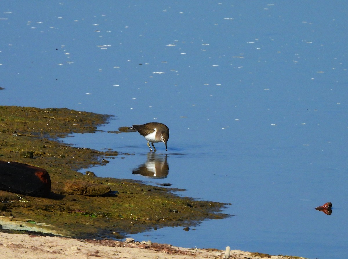 Common Sandpiper - ML649438098
