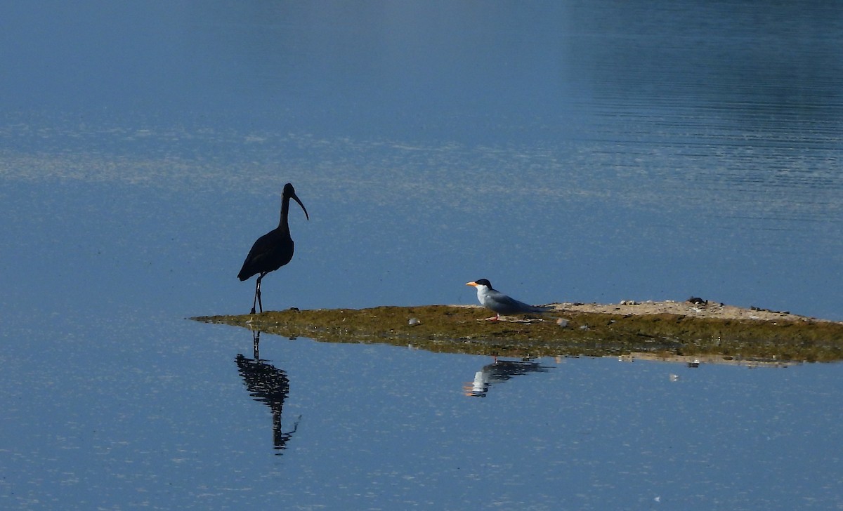 River Tern - ML649438101