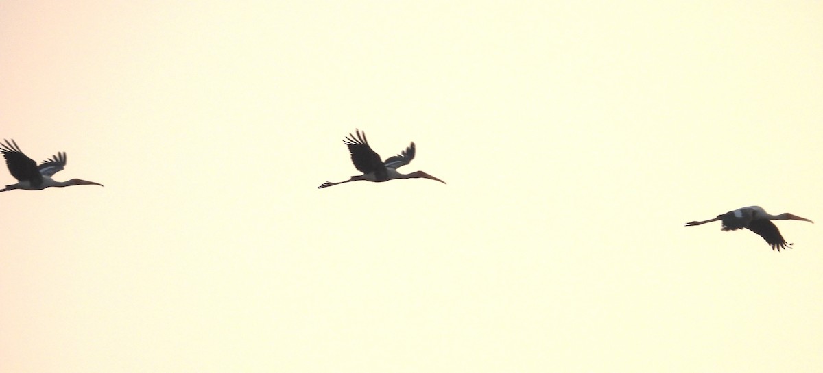 Painted Stork - ML649438103