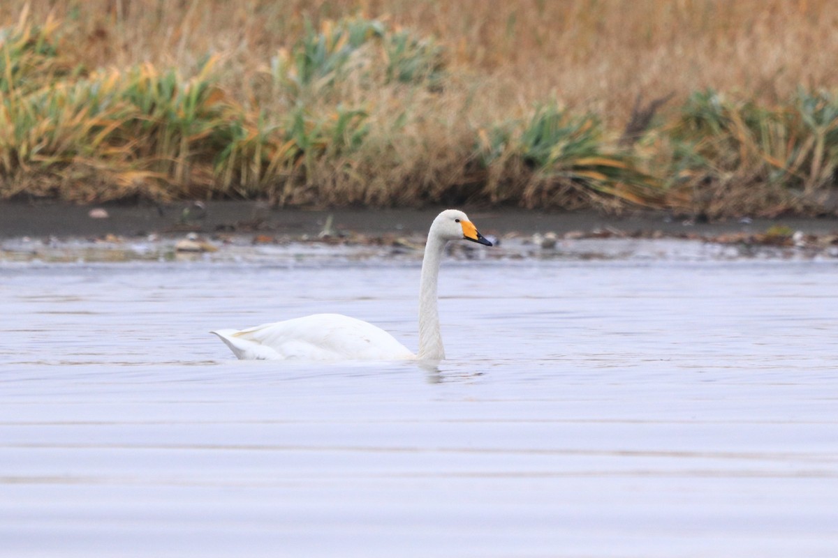 Whooper Swan - ML649438106