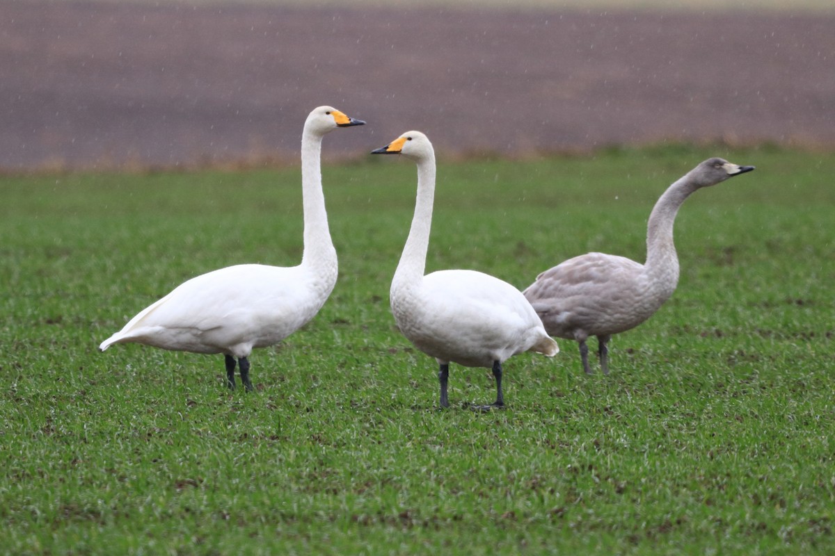 Whooper Swan - ML649438107