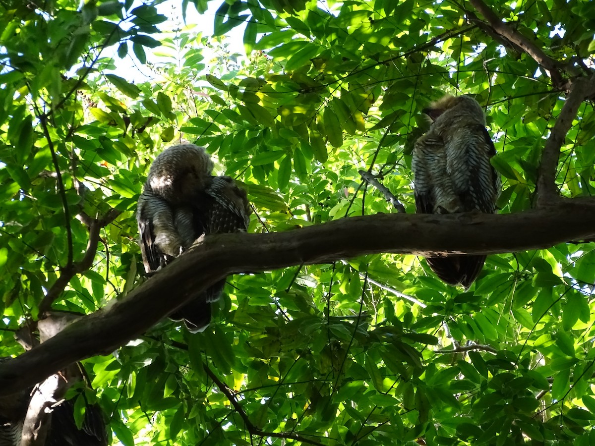 Spotted Wood-Owl - ML649438110