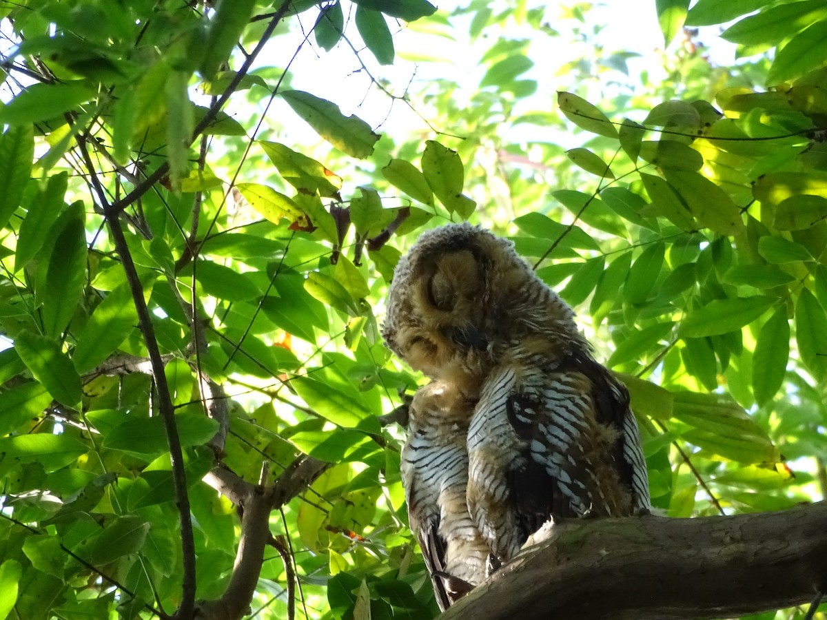 Spotted Wood-Owl - ML649438111