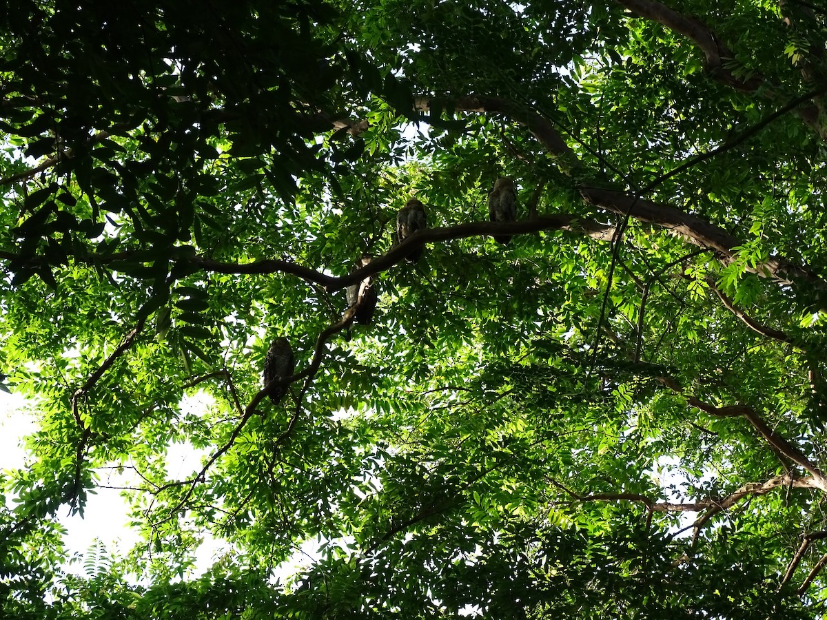 Spotted Wood-Owl - ML649438113