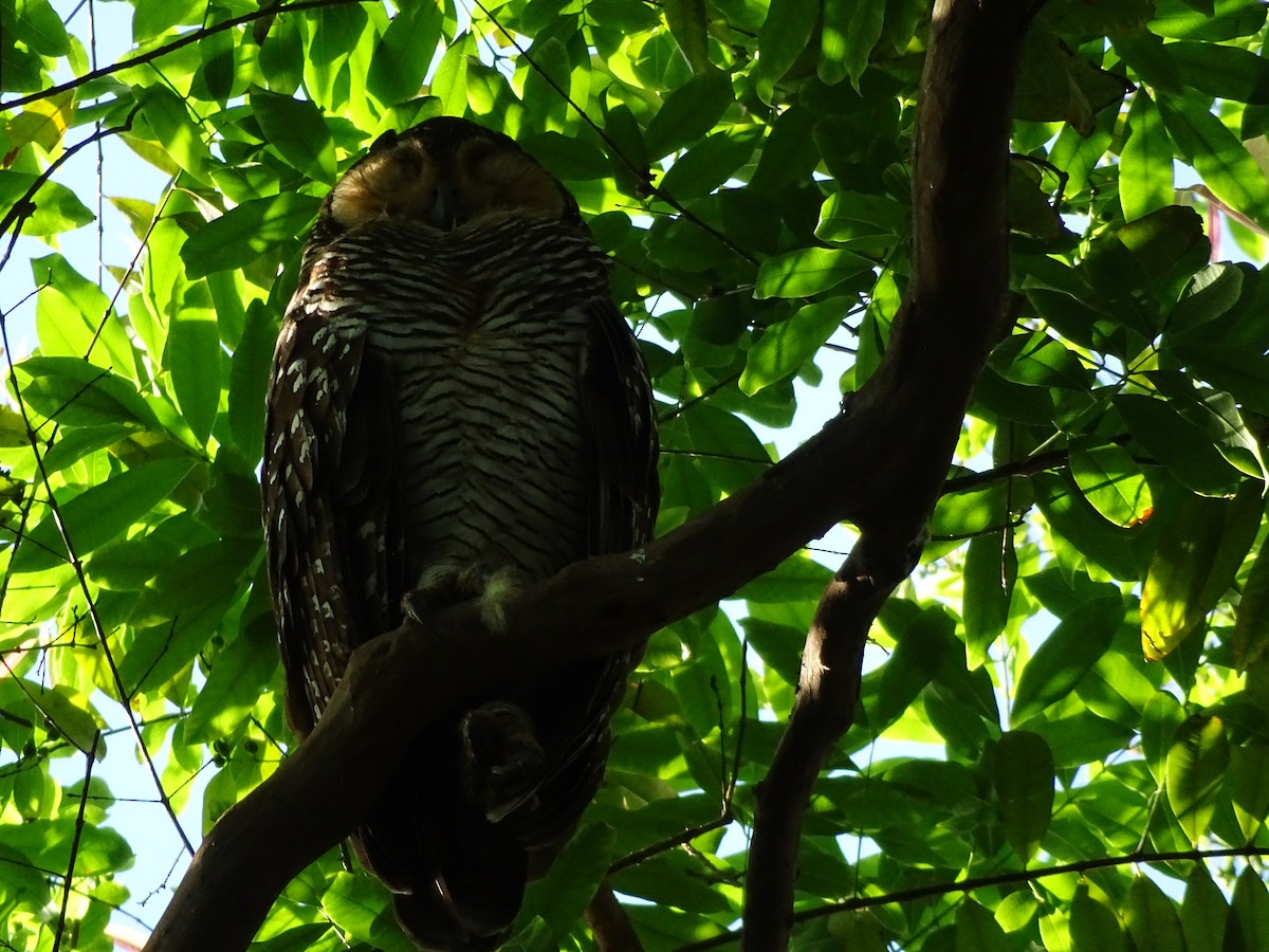 Spotted Wood-Owl - ML649438115