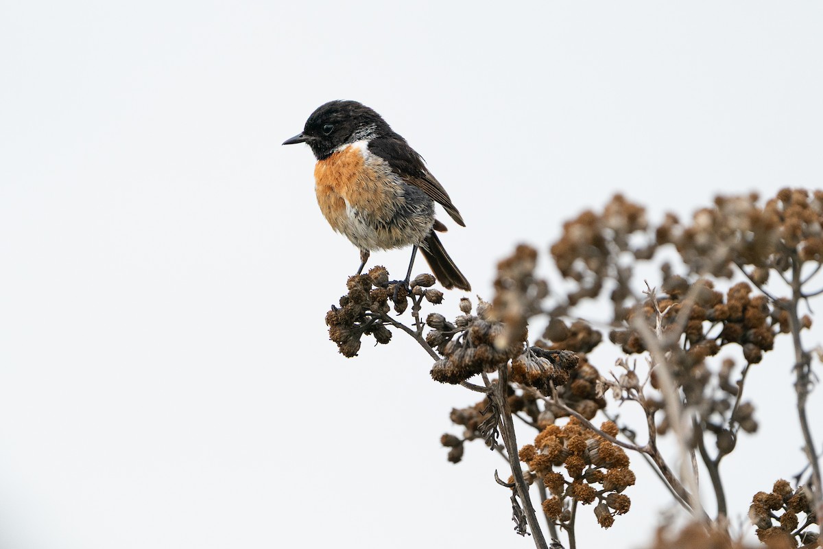 European Stonechat - Jérémy Calvo