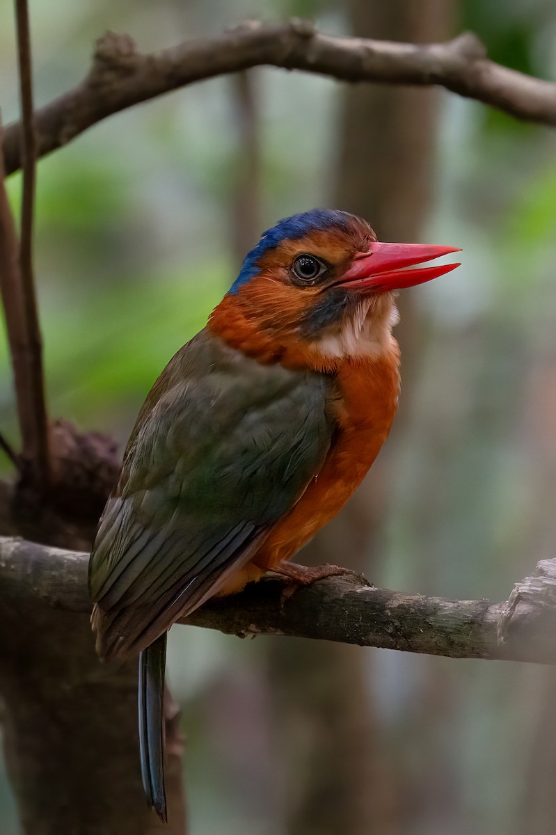 Green-backed Kingfisher - ML649438354