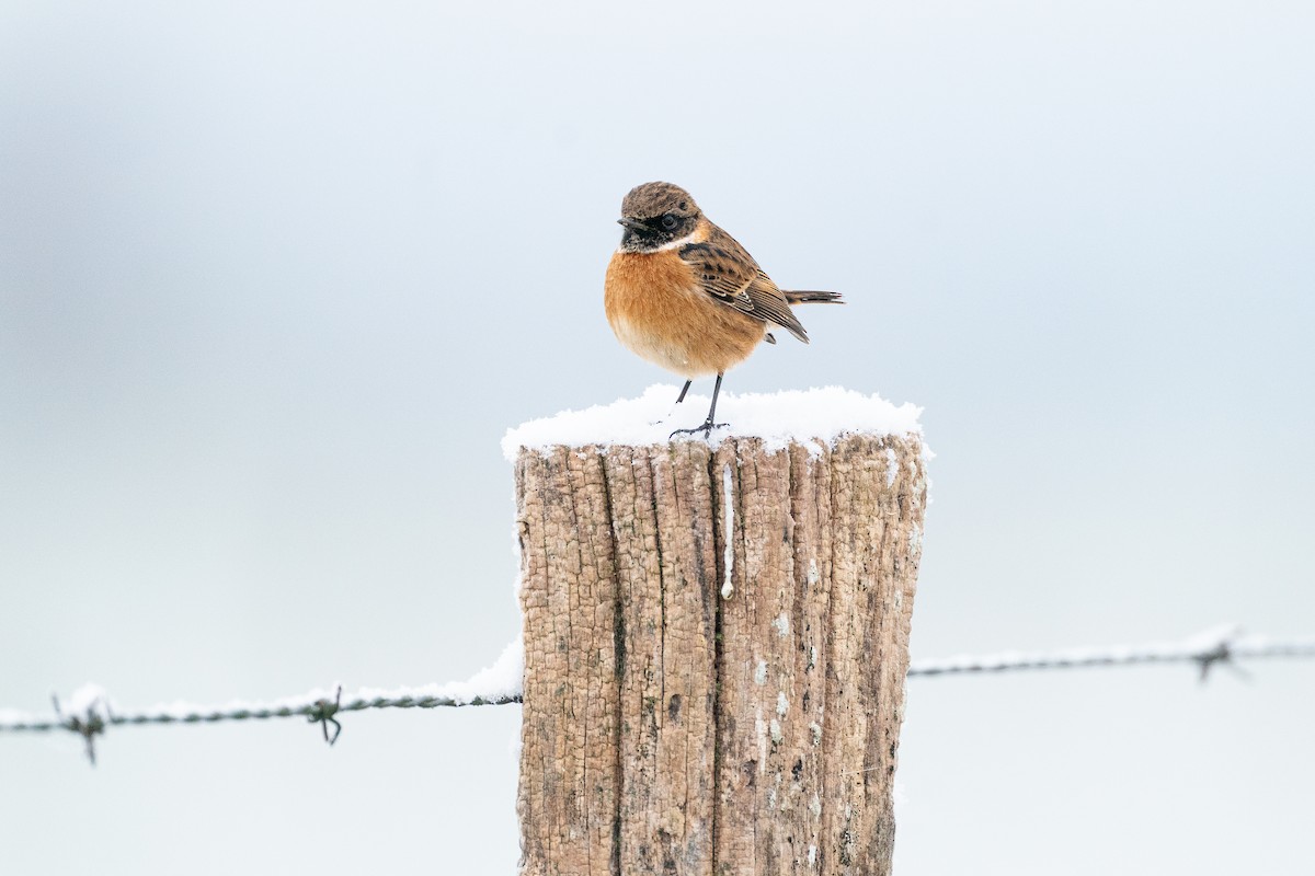 Pitxartxar burubeltza - ML649438391