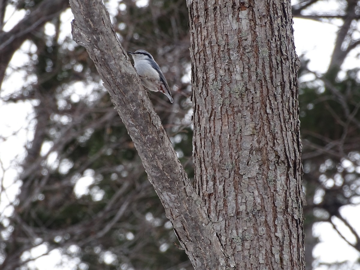Повзик звичайний - ML649438405