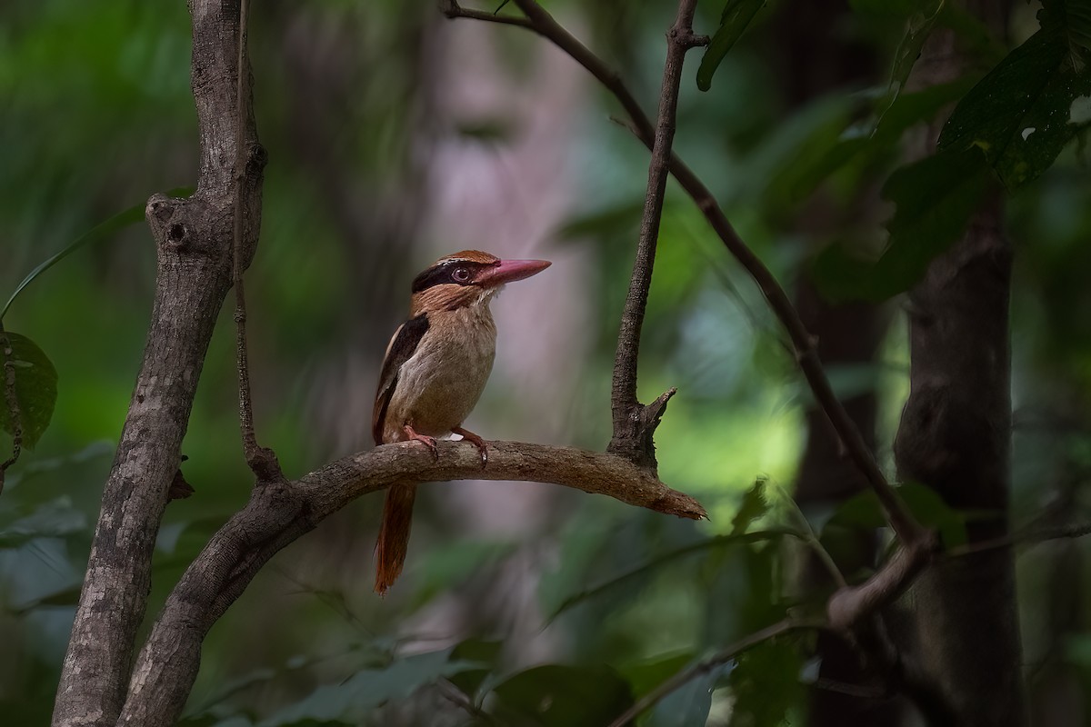 Sulawesi Lilac Kingfisher - ML649438452