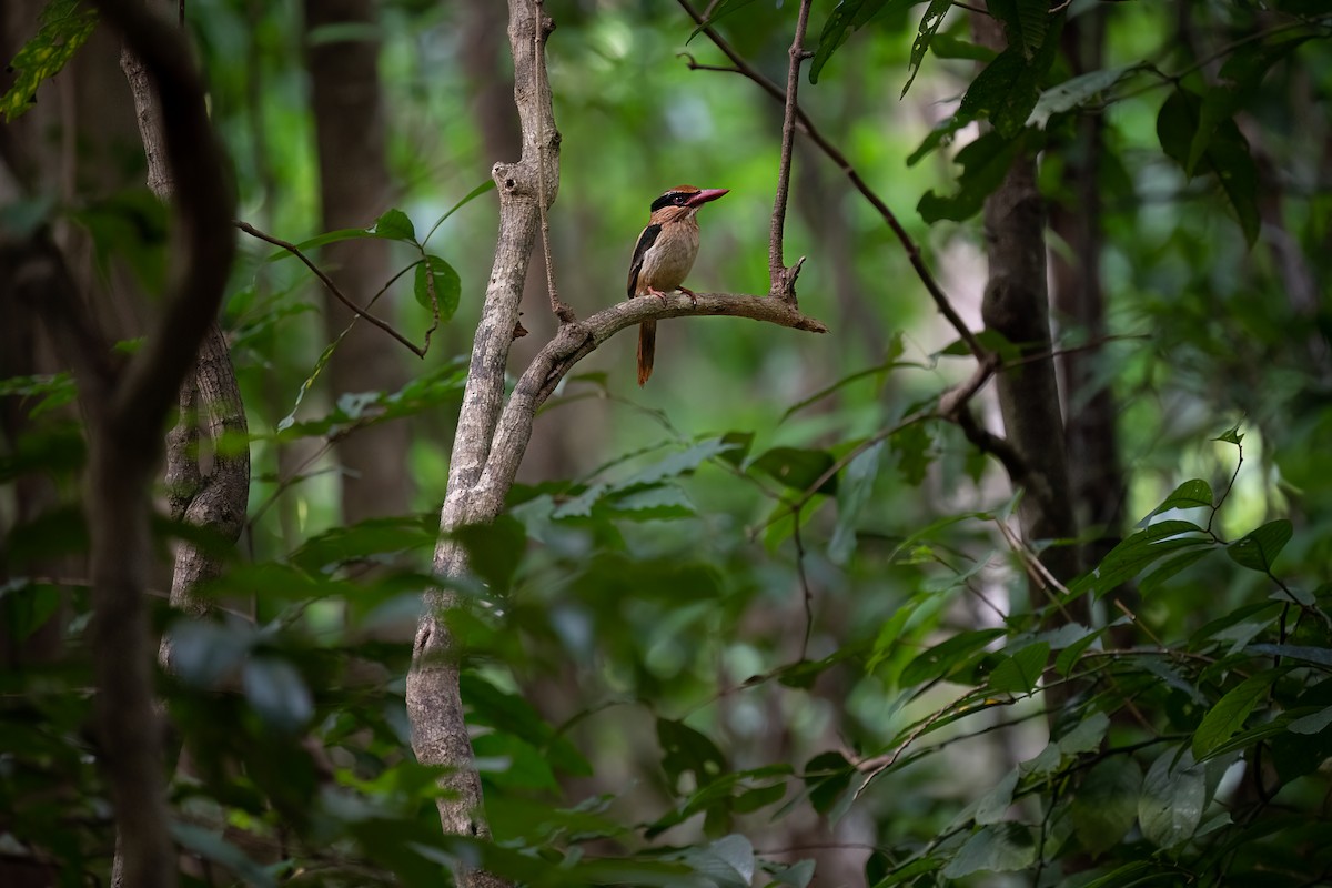 Sulawesi Lilac Kingfisher - ML649438520