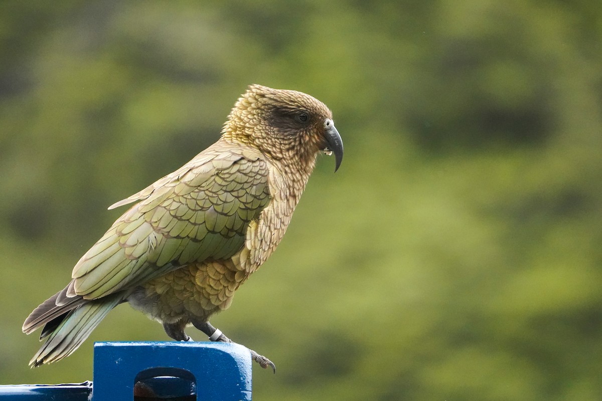 Кеа - ML649438526