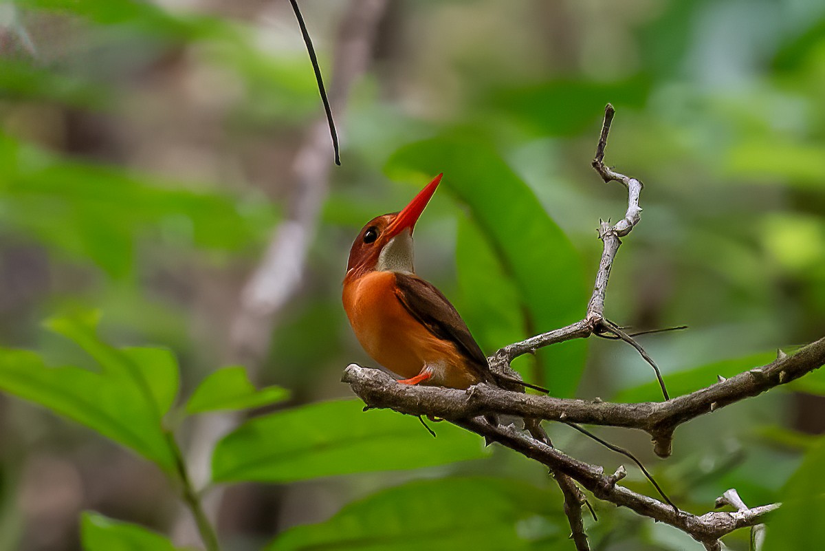 Sulawesi Dwarf-Kingfisher - ML649438573
