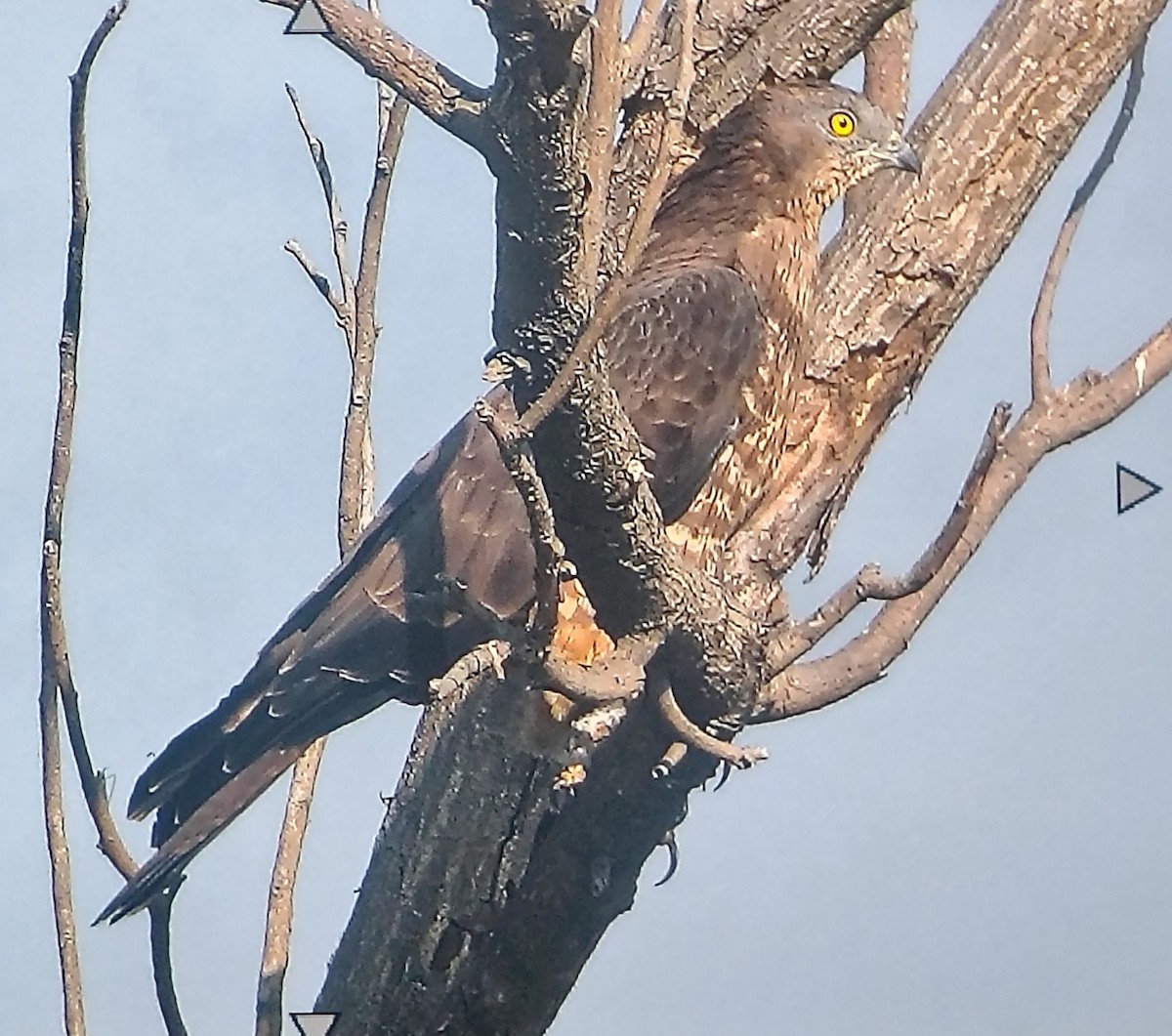 Wespenbussard - ML649438579