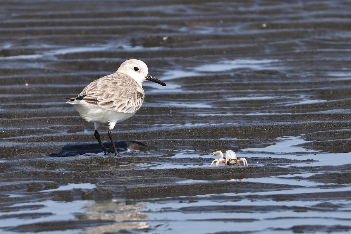 jespák písečný - ML649438750