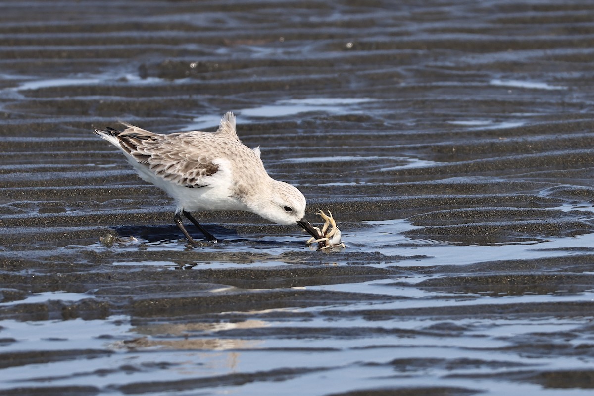 jespák písečný - ML649438751