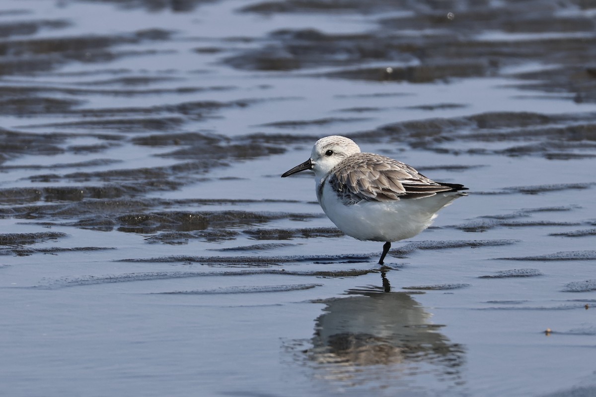 jespák písečný - ML649438753