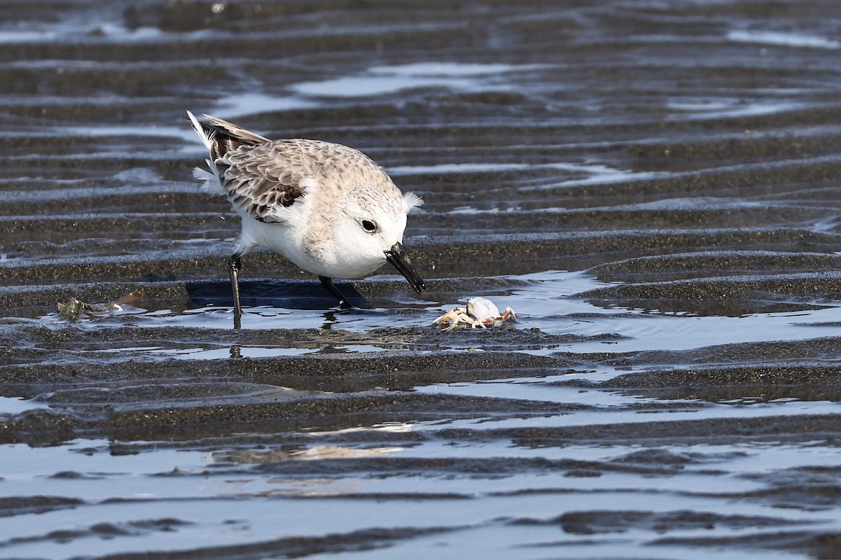 jespák písečný - ML649438754