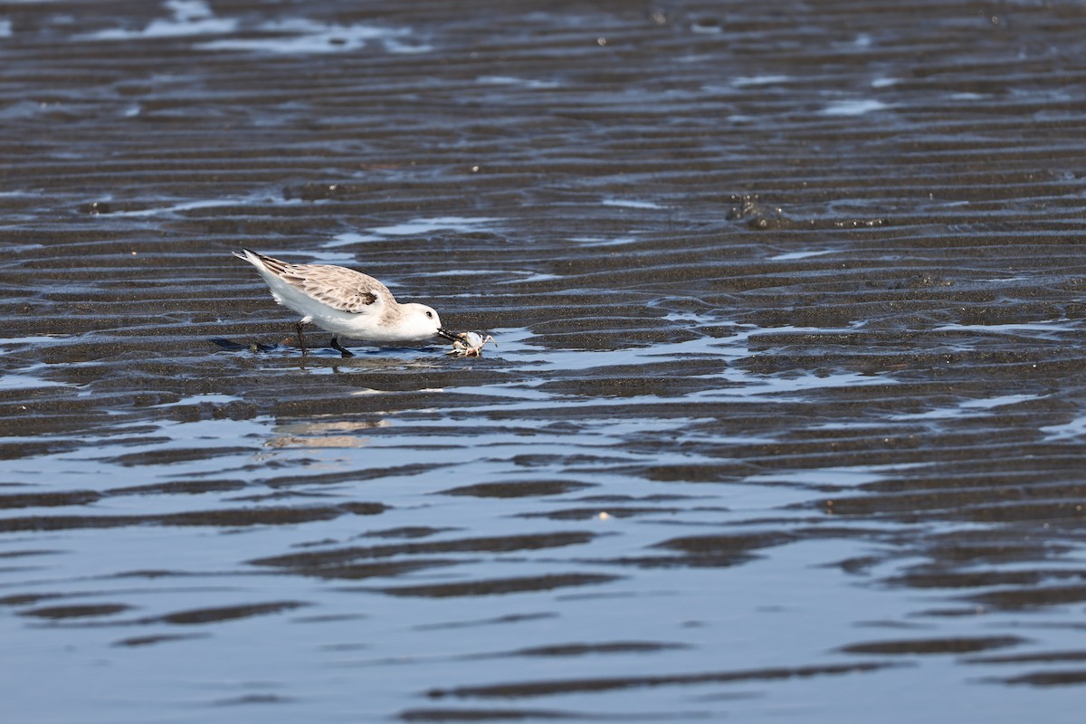 jespák písečný - ML649438755