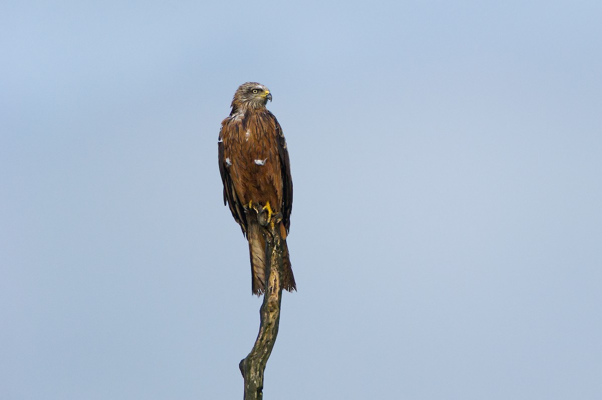 Miru beltza (beltza) - ML649438891