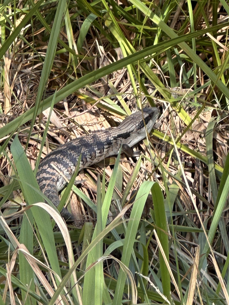 Eastern Bluetongue - ML649438986