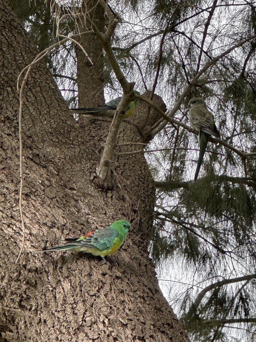 Red-rumped Parrot - ML649439133