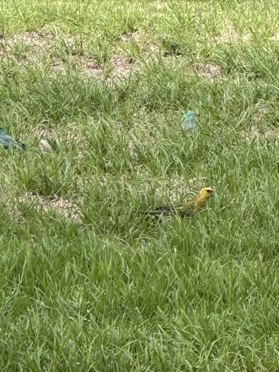 parrot sp. - ML649439136