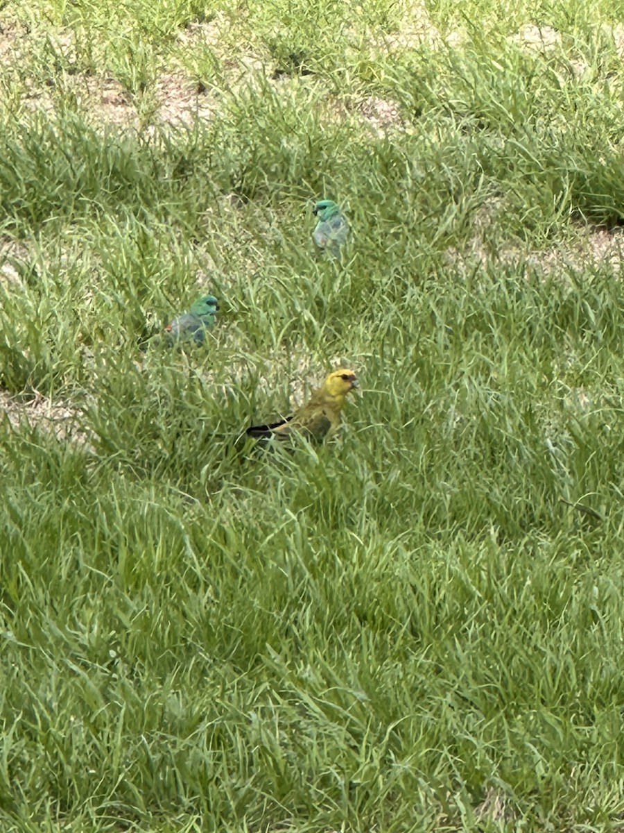 parrot sp. - ML649439137