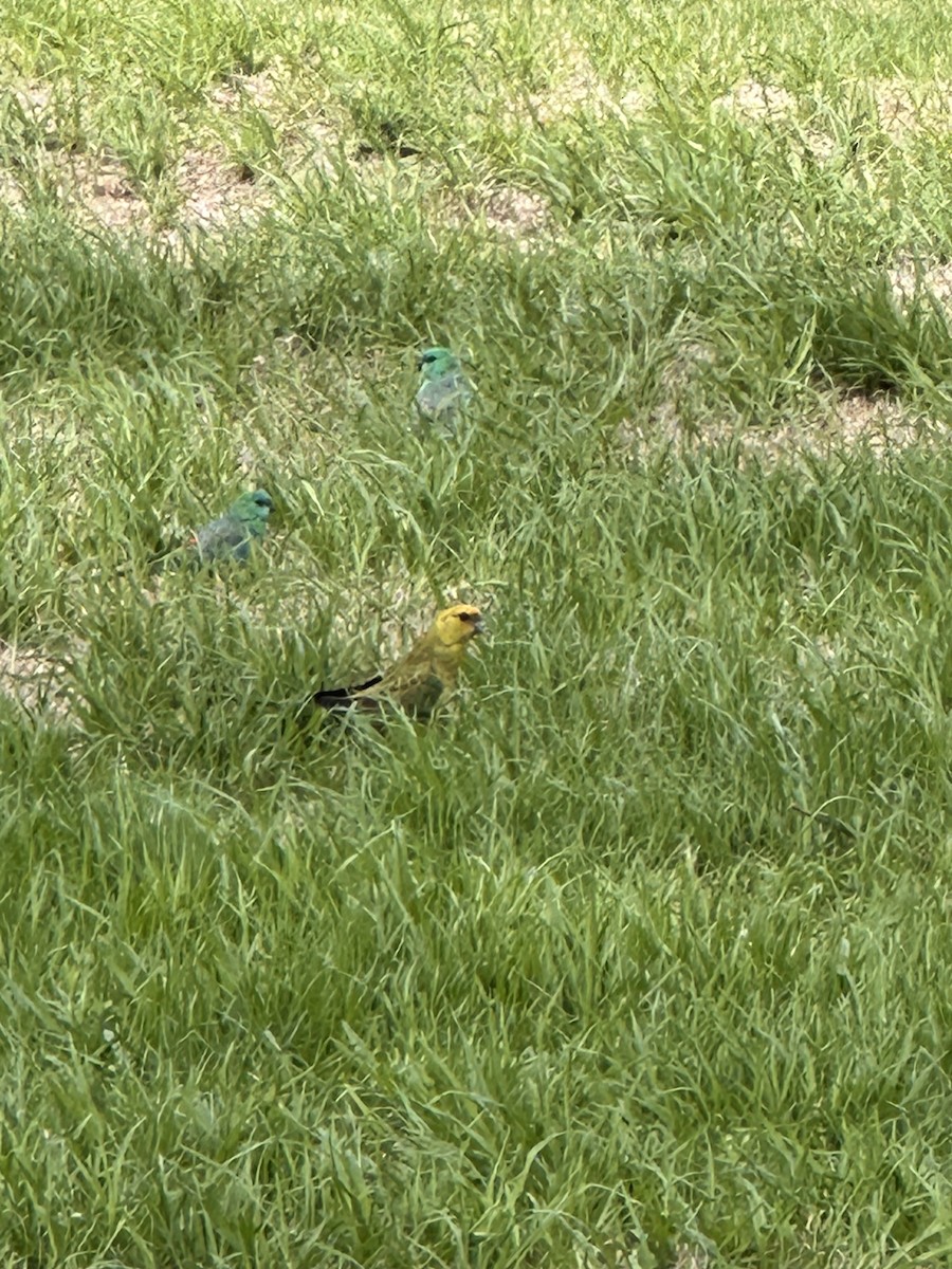 parrot sp. - ML649439138