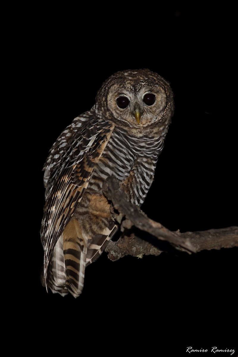 chacougle - ML649439179