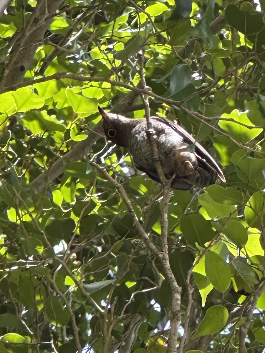 Fan-tailed Cuckoo - ML649439182