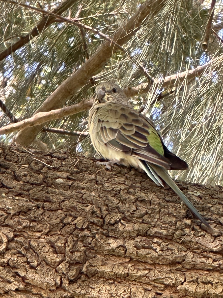 Red-rumped Parrot - ML649439213