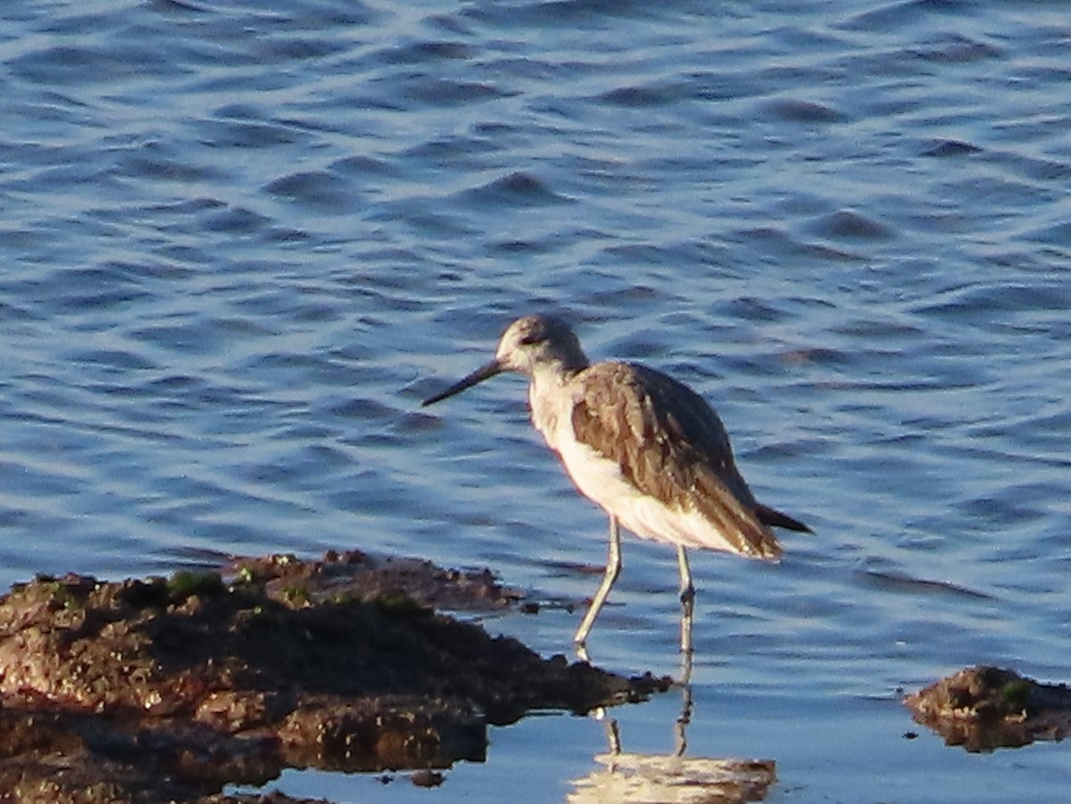 Коловодник великий - ML649439222